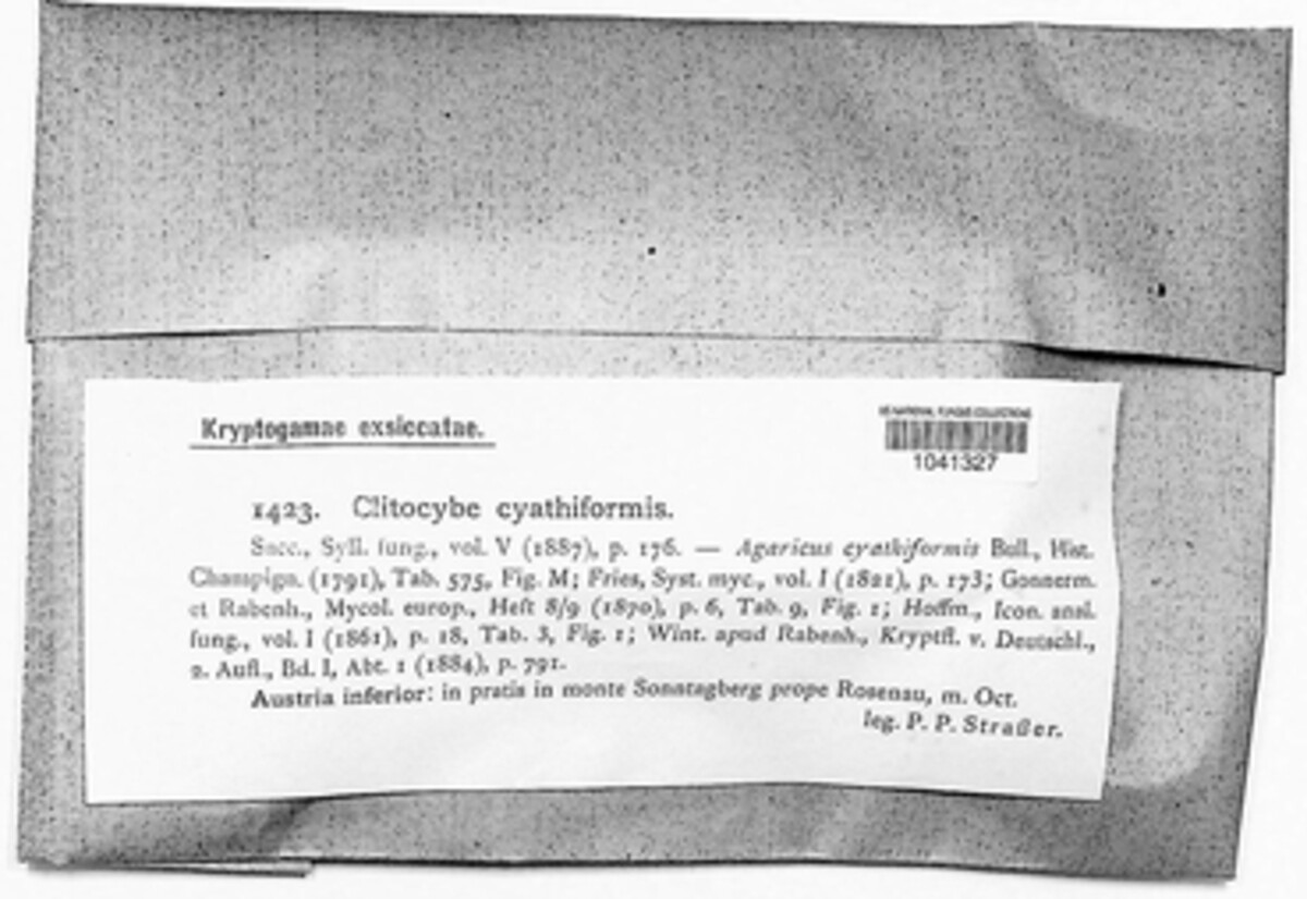 Pseudoclitocybaceae image
